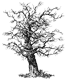 tree06