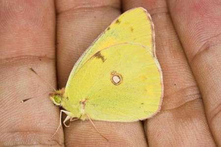 Σαπρίκης Χρίστος