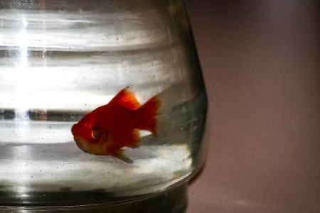 Σαπρίκης Χρίστος