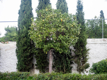 Σαπρίκης Χρίστος