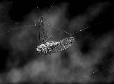 Σαπρικης Χρίστος