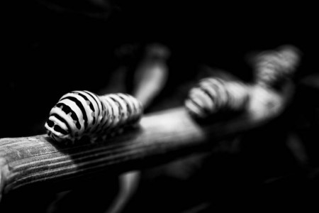 Σαπρίκης Χρίστος