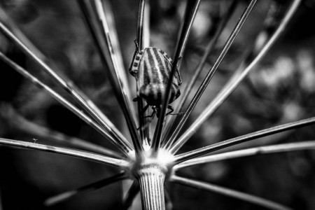 Σαπρίκης Χρίστος