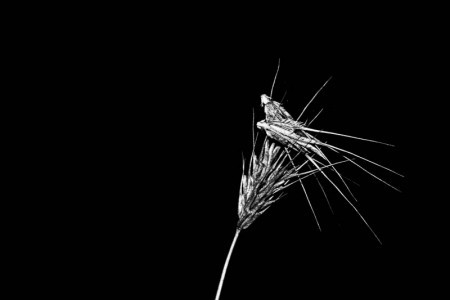 Σαπρικης Χρίστος