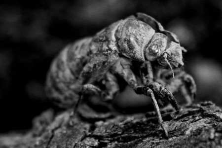 Σαπρικης Χρίστος