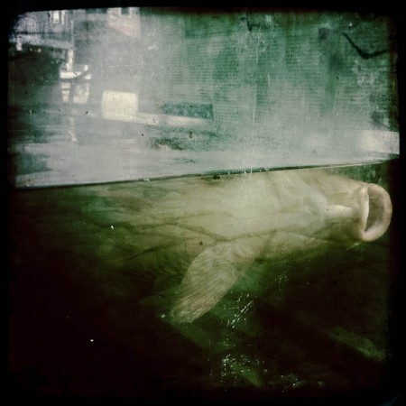 Σαπρικης Χρίστος