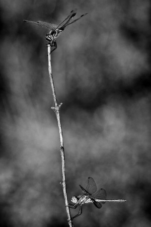 Σαπρικης Χρίστος