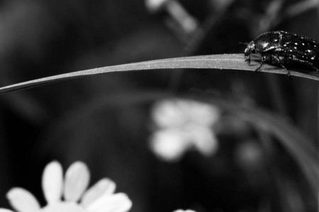 Σαπρικης Χρίστος