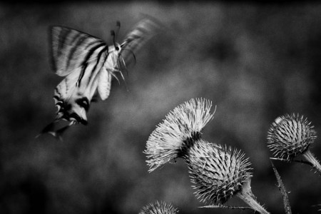 Σαπρικης Χρίστος