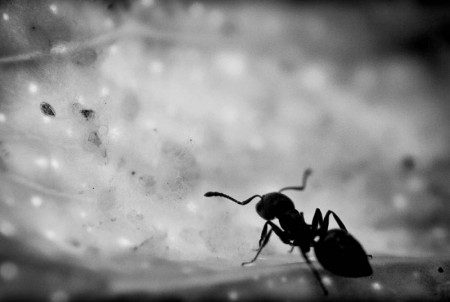 Σαπρικης Χρίστος