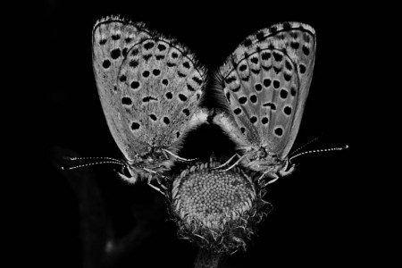 Σαπρίκης Χρίστος