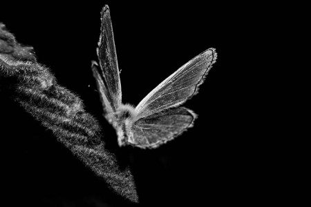 Σαπρίκης Χρίστος